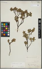 Foto von Salix arbuscula L.